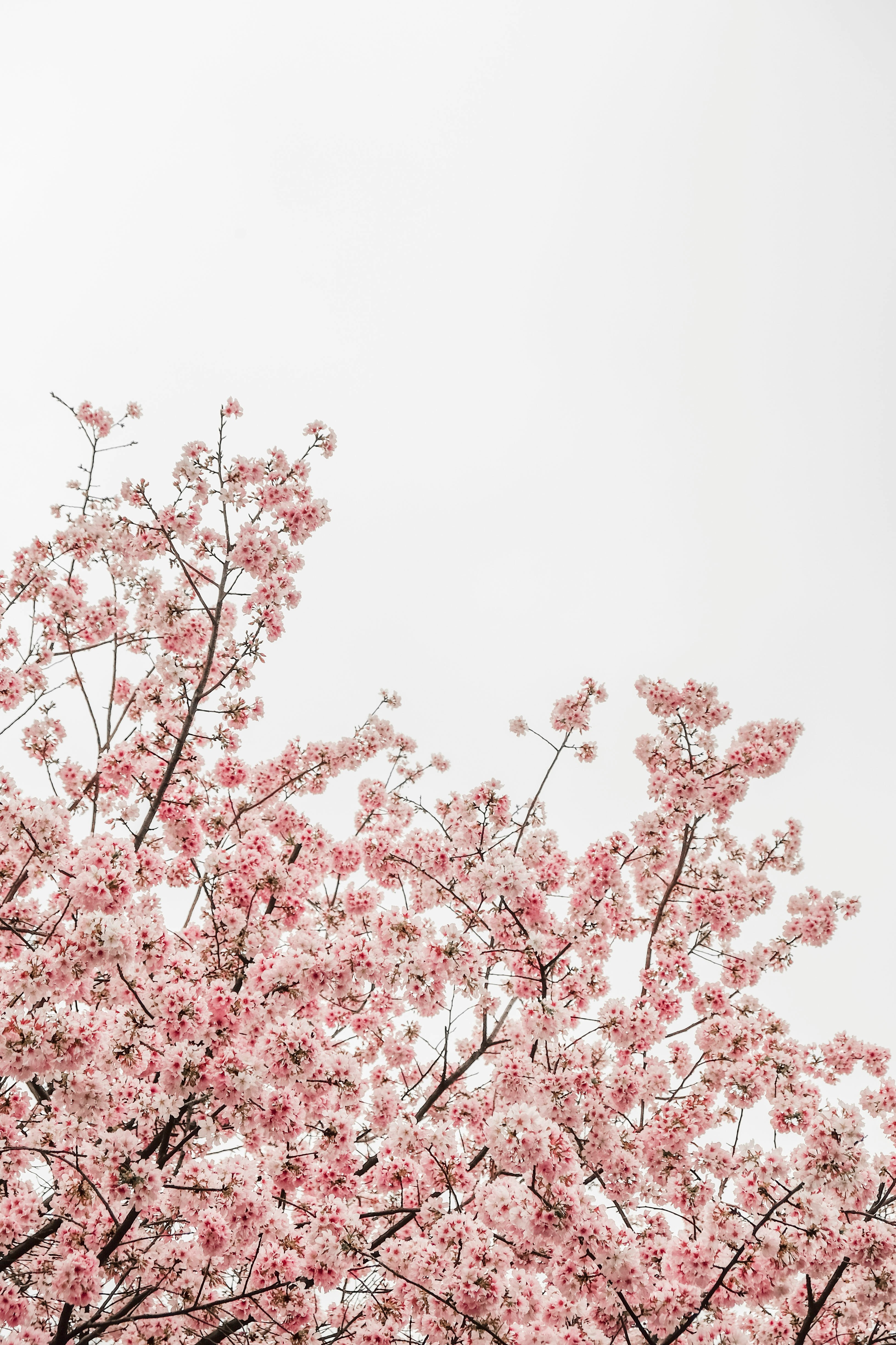 worm's eye view photography of pink cheery blossom tree